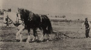 Ploughing at South Arm - 1800s